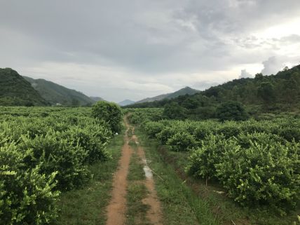 2018阳春志柠农业基地