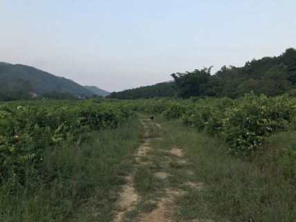 2018阳春志柠农业基地