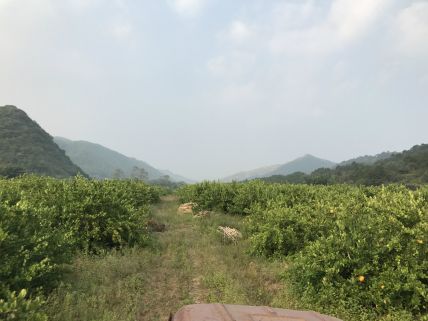 2018阳春志柠农业基地