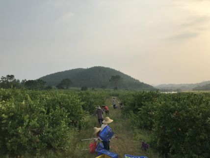 2018阳春志柠农业基地