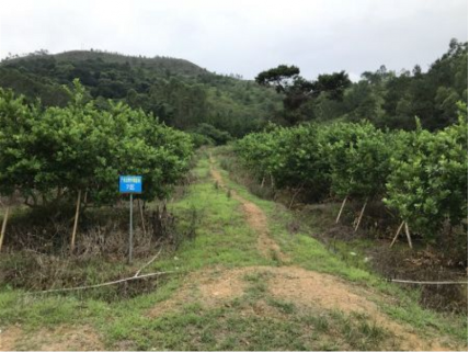 柠檬果场