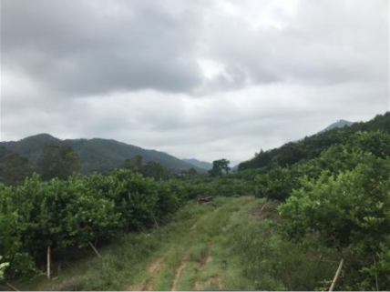 柠檬果场