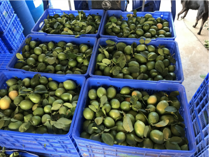 大量鲜果