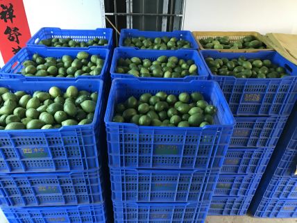 大量鲜果