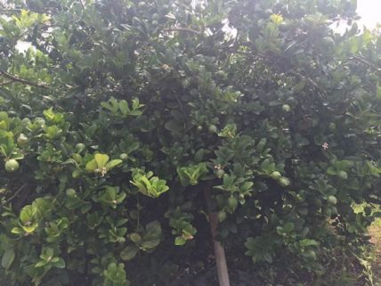 种植场地