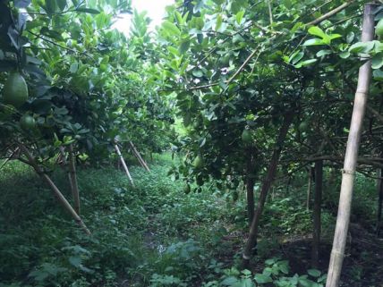 台湾四季香水柠檬