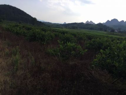 台湾四季香水柠檬