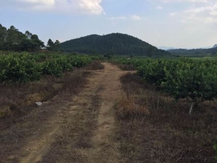 台湾四季香水柠檬