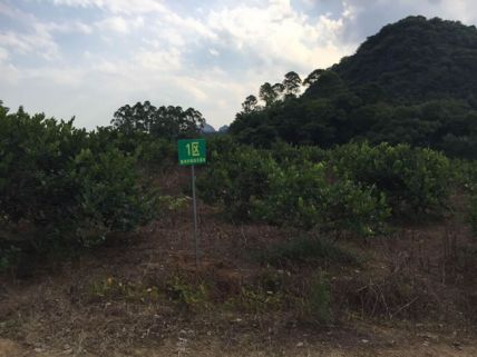 台湾四季香水柠檬