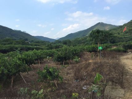 台湾四季香水柠檬